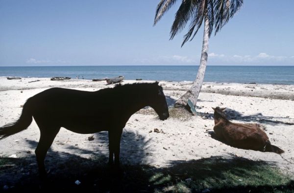 Horses On The Beach