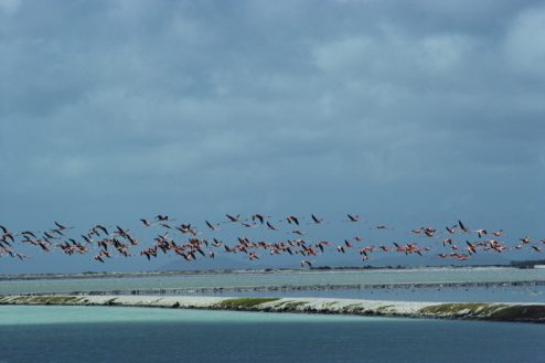 Flamingos In Flight